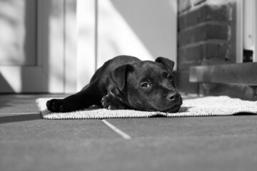 Patterdale terrier puppy also called Fell terrier. Resting on floor mat.