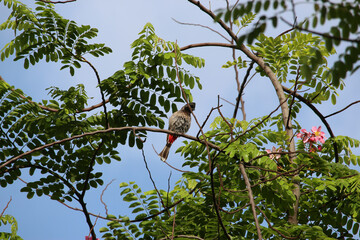Majestic birds in Bangalore under the scorching Indian sun