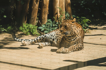 Closeup shot of a tired leopard laying outdoors in the zoo
