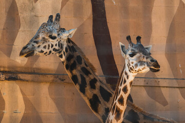 Two giraffes standing next to each other © Miguel Angel Junquera/Wirestock Creators