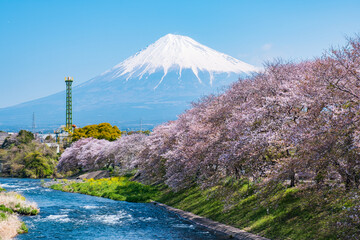 日本の春 富士山と桜と菜の花