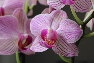 Fototapeta na wymiar Pink orchid indoor with cloudy day