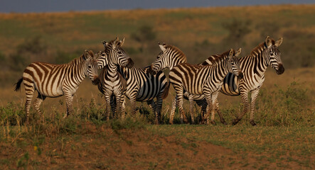 Fototapeta na wymiar Zebra in the Masai Mara, Africa 