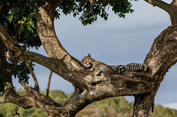 Fototapeta na wymiar A Leopard in the Masai Mara, Africa 