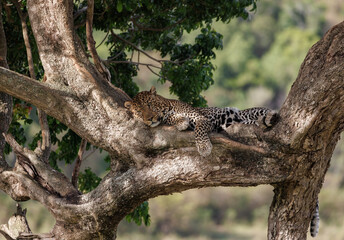 Naklejka na ściany i meble A Leopard in the Masai Mara, Africa 