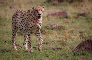A cheetah in the Masai Mara, Africa 
