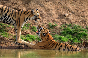 Naklejka na ściany i meble tiger in the wild. Tigress Mother and her cub growling gesture.