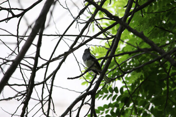 Majestic birds in Bangalore under the scorching Indian sun