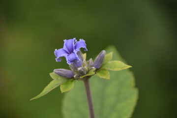 Selective focus shot of Gentiana asclepiadea (Willow Gentian)