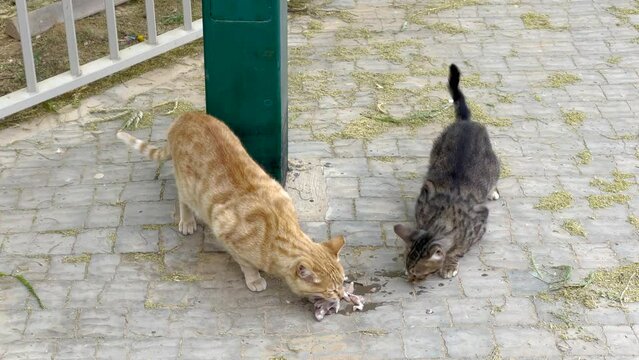 Homeless ginger and gray striped cats eat meat and then look back