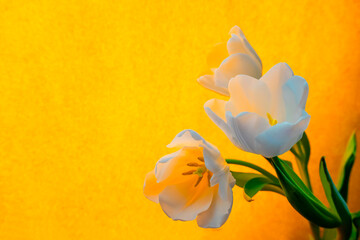  white tulip on a orange background