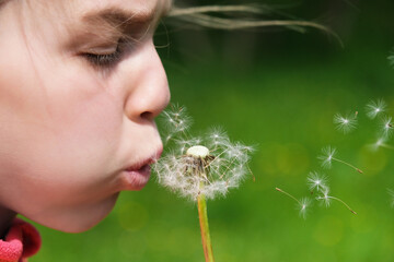 Teen Girl child holds and blows on a dandelion. Happy childhood concept. Playing outdoors.