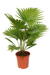 Palmier Livistona rotundifolia en pot