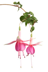 Fleurs de Fuchsia	