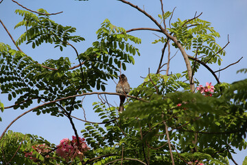 Majestic birds in Bangalore under the scorching Indian sun