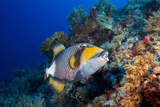 Beautiful trigger fish in the deep red sea with colorful reefs