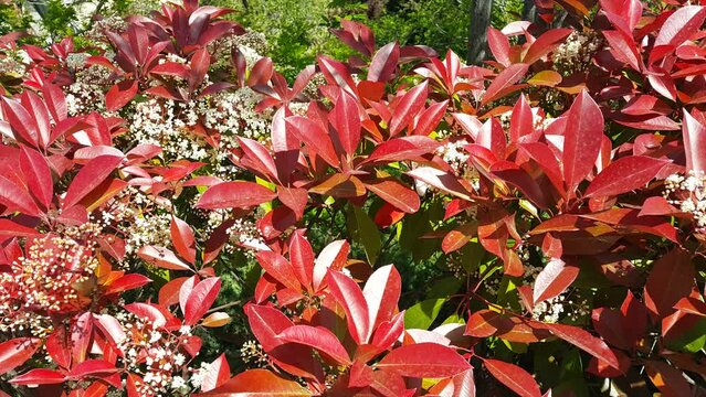 red leaf and white color flowers video art images