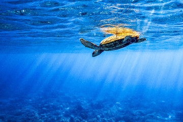 Beautiful shot of a cute turtle swimming underwater with reflection in the surface