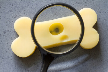 Cheese bone and magnifier, concept osteoporosis and prevention 