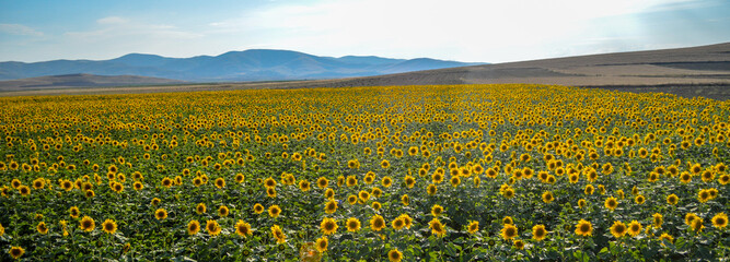 sunflower field panaromic and hills behind