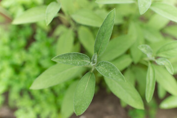Fototapeta na wymiar Sage officinalis (Salvia officinalis) - stages of growth 