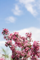 Closeup of a fruit tree with pink blossom and blue sky in spring. Beautiful nature background with copy space. Freshness, art, inspiration, romance, beauty concept.