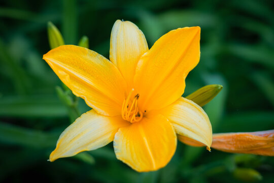 Close-up shot of an orange Amur daylily grown in the garden in spring