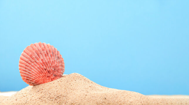 Close up sea shell in sand on blue background. Summer abstract background with copy space