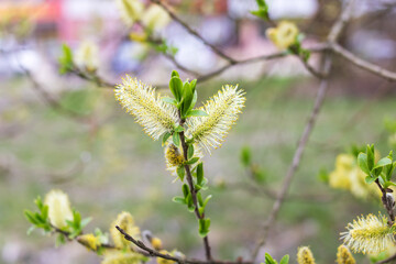 Willow catkins in spring. Willow catkins tree.