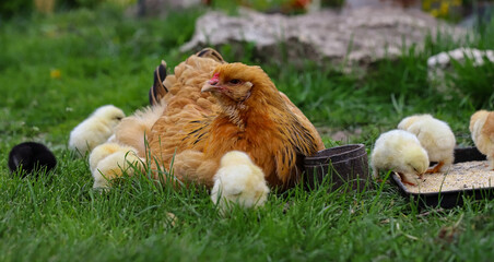 Hen with chickens in the village yard. Chickens in the grass in the village against the sun photo. Poultry organic farm. Agriculture. Free range chickens.