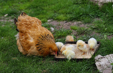 Hen with chickens in the village yard. Chickens in the grass in the village against the sun photo. Poultry organic farm. Agriculture. Free range chickens.