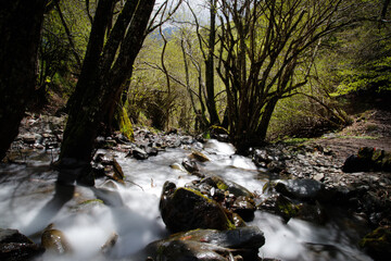 Un arroyo discurre por el bosque en el pirineo