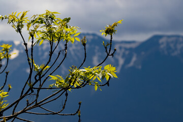 Unos brotes tiernos de un árbol contrastan con el fondo montañoso