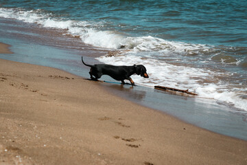 Un perro dachshund coge un palo en la orilla del mar