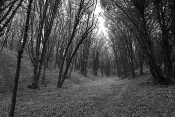Beautiful forest landscape in black and white