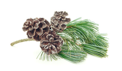 Pine cone and branch of fir tree. Christmas decoration, winter symbol. isolated