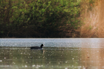 Beautiful closeup shot of a common coot swimming on a pond