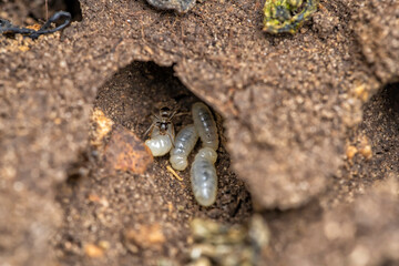 Black ant Lasius Niger eggs inside an anthill