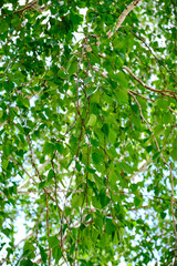 Fototapeta na wymiar Abstract background, birch green foliage close up.