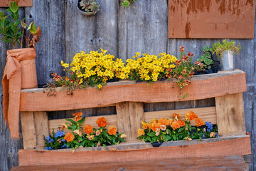 Pots with flowers on the wooden shelf on wooden wall.