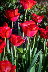 Beautiful red tulips in a morning sunlight