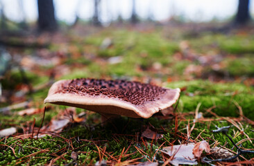 Agaric forest mushroom in fall season.