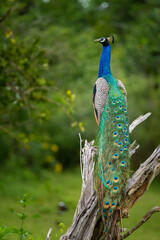 Closeup of an Indian peafowl in Yala National Park - obrazy, fototapety, plakaty