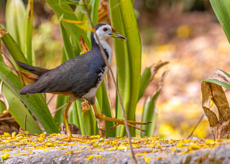 A White Chested Water hen with food