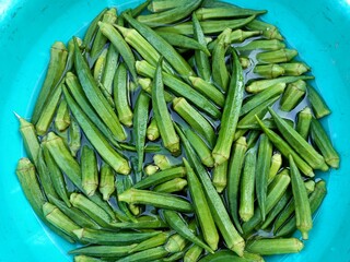Okra or ladies fingers or bhindi or lady finger 