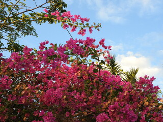 Fototapeta premium pink flowers in spring