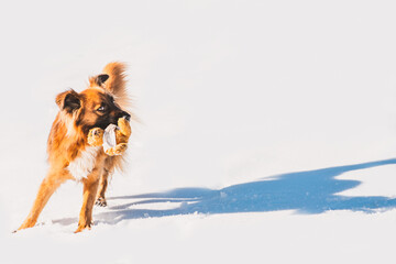 Spielender Hund