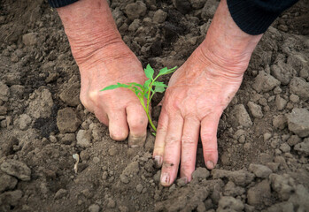 Planting seedlings of tomatoes in the spring in the ground in the garden. Hands of rural woman close-up while working