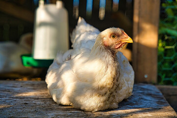 Closeup shot of a white cornish chicken sitting on a concrete surface