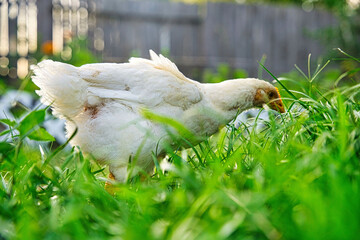 Closeup shot of a white cornish chicken foraging on a field - obrazy, fototapety, plakaty